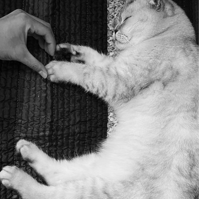 Sango, a Scottish Fold, asleep